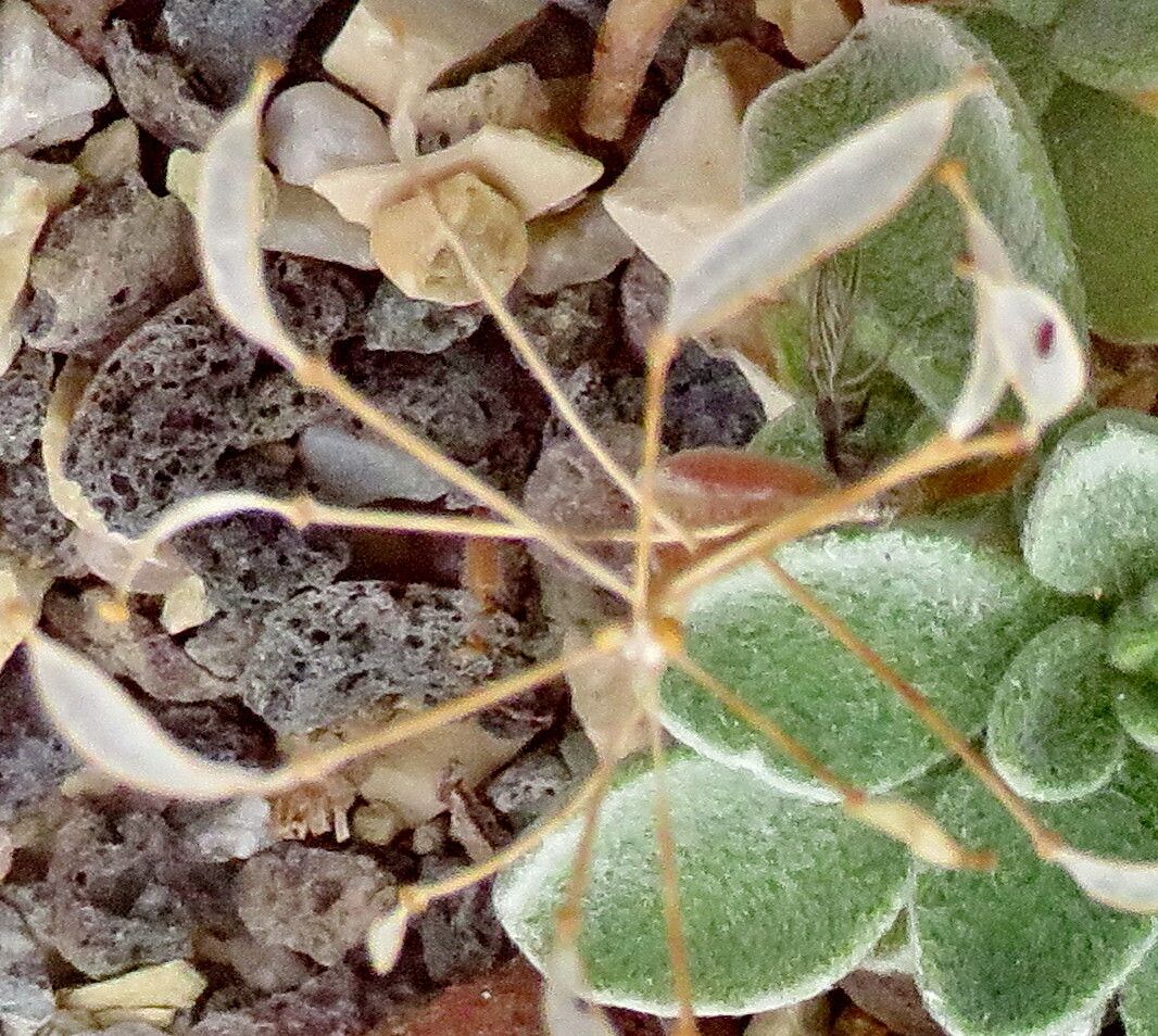 Draba mingrelica fruit