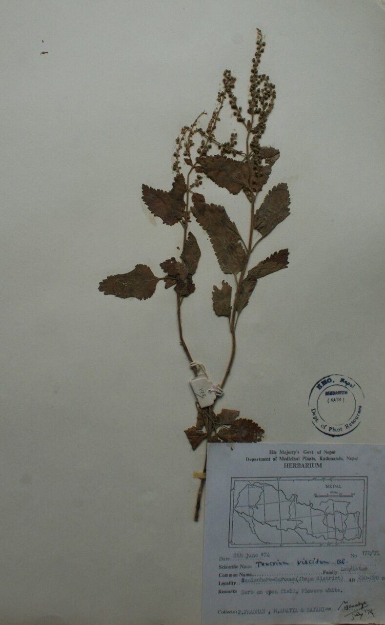 Teucrium viscidum other