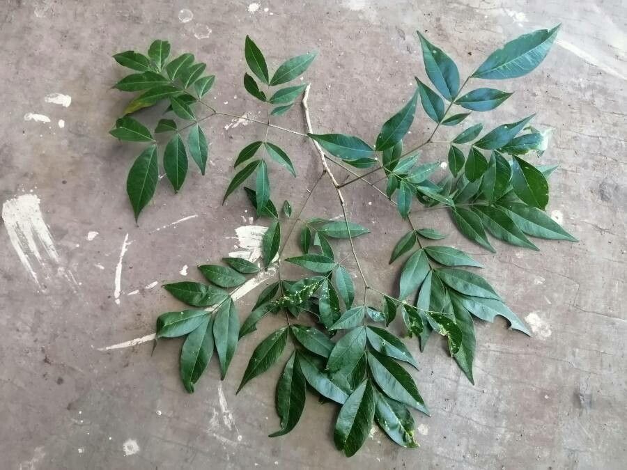 Albizia adinocephala leaf