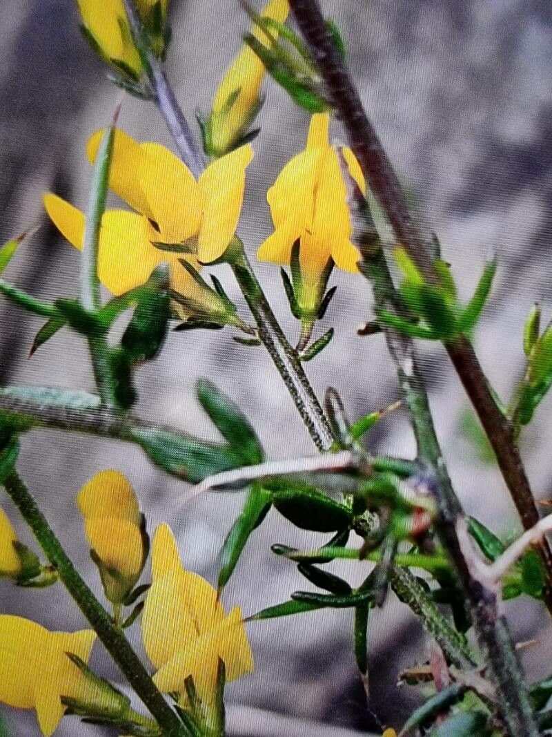 Genista triacanthos bark