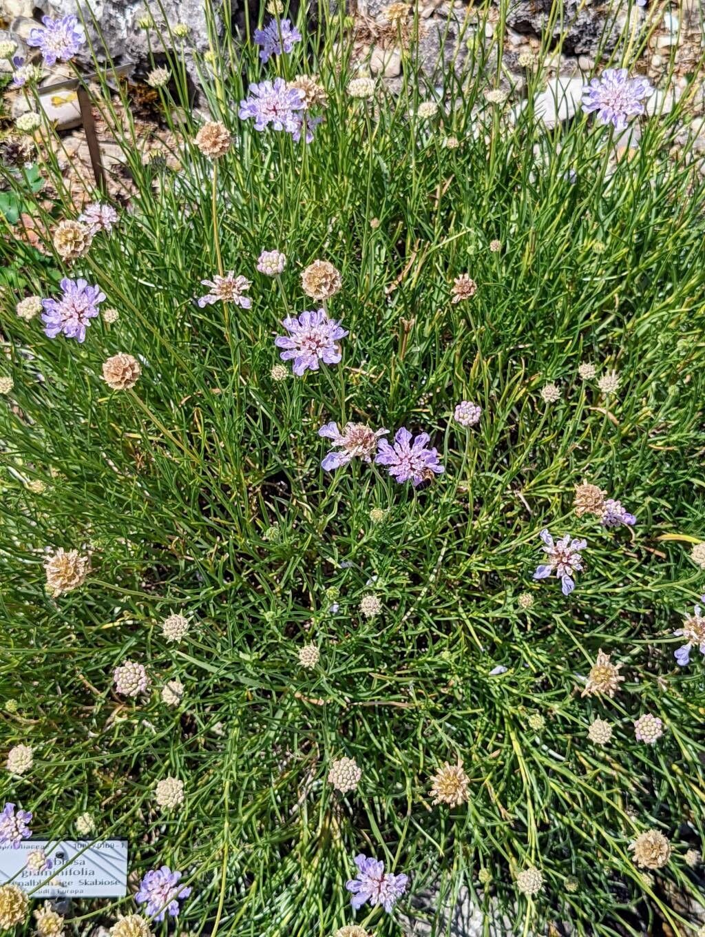 Scabiosa graminifolia habit