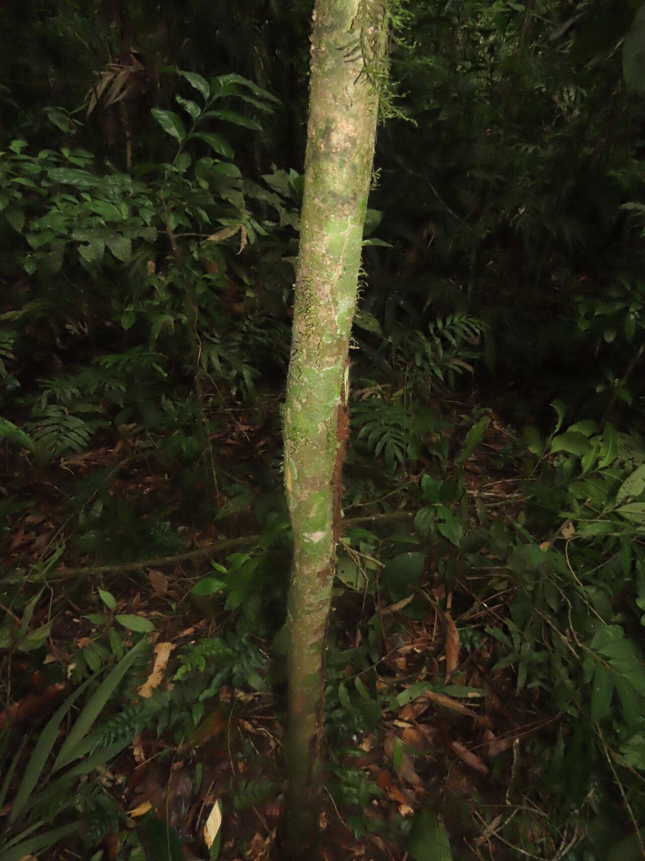 Gymnanthes riparia habit