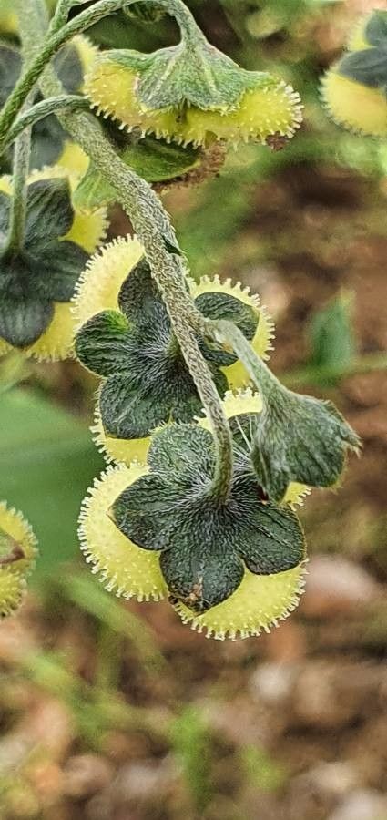 Cynoglossum amplifolium flower