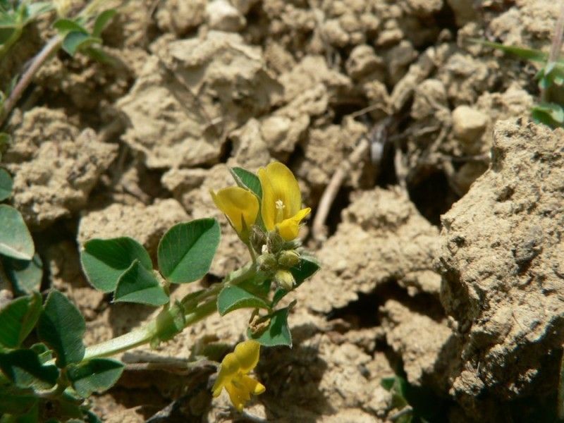 Medicago hybrida flower