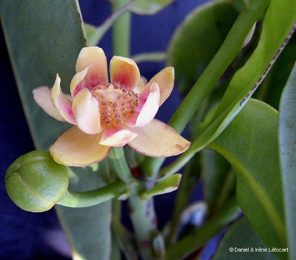 Zygogynum oligostigma — houseplant care guide