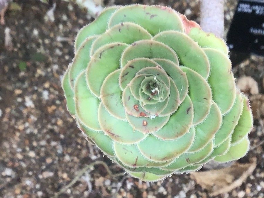 Aeonium lancerottense — search result for 'Aeonium'