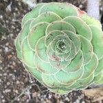 Aeonium lancerottense