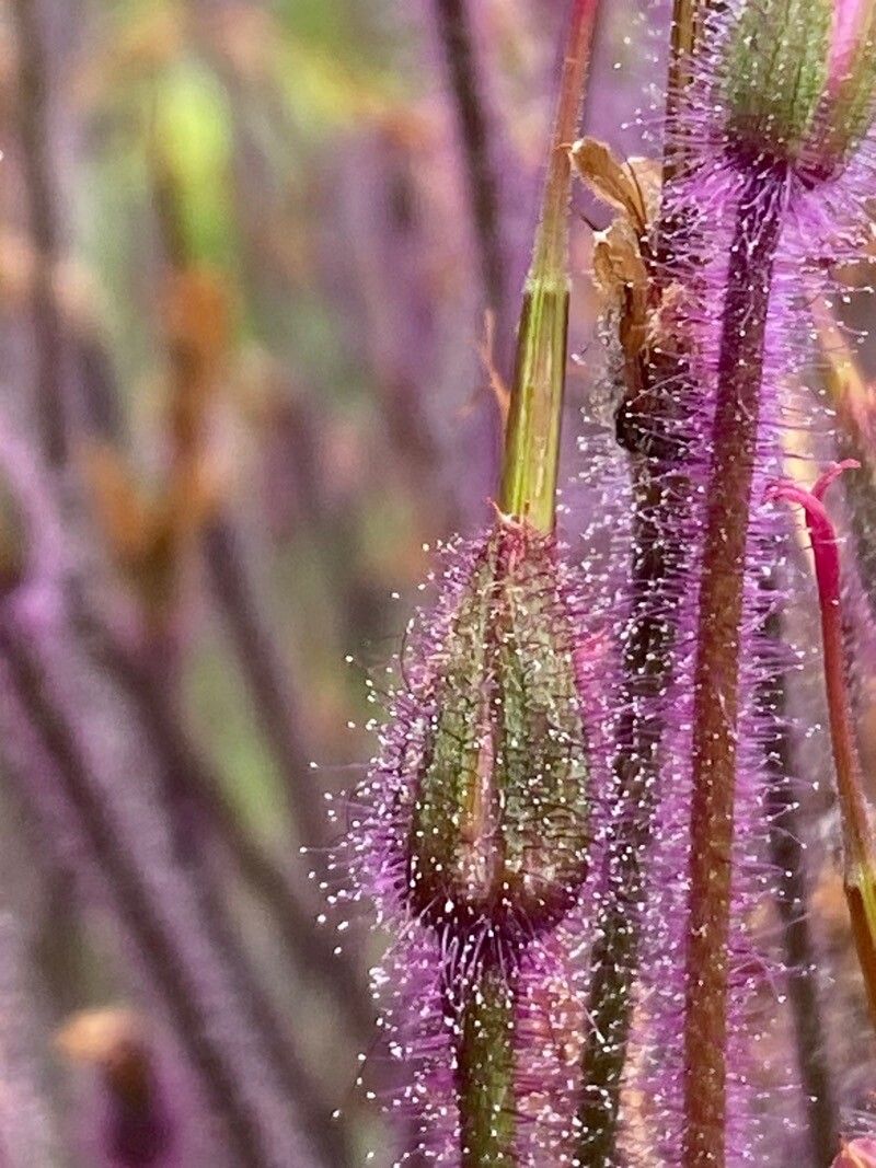 Geranium maderense fruit