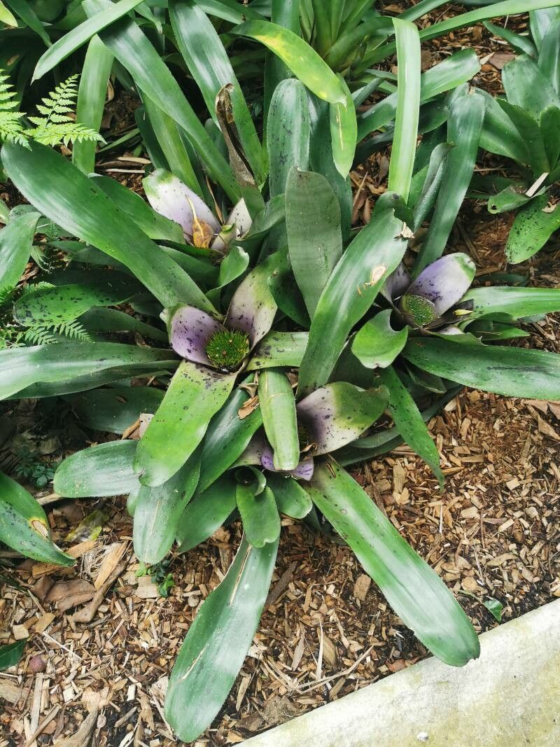 Neoregelia concentrica habit