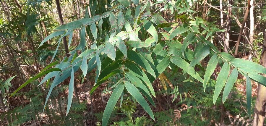 Eucalyptus macarthurii leaf
