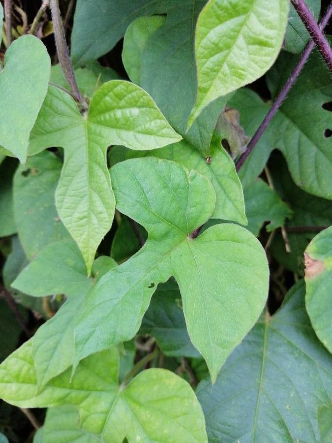 Ipomoea hederacea — search result for 'Ipomoea'