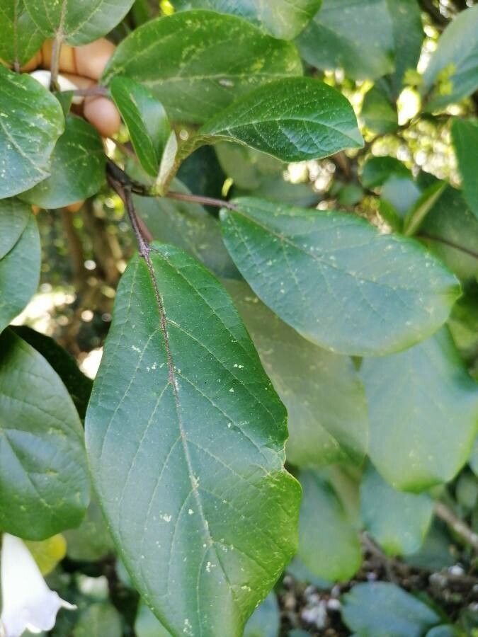 Bignonia aequinoctialis leaf