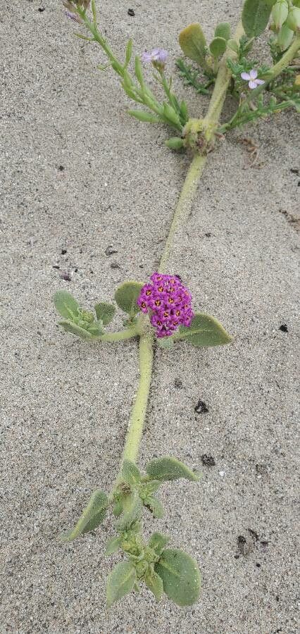 Abronia maritima flower