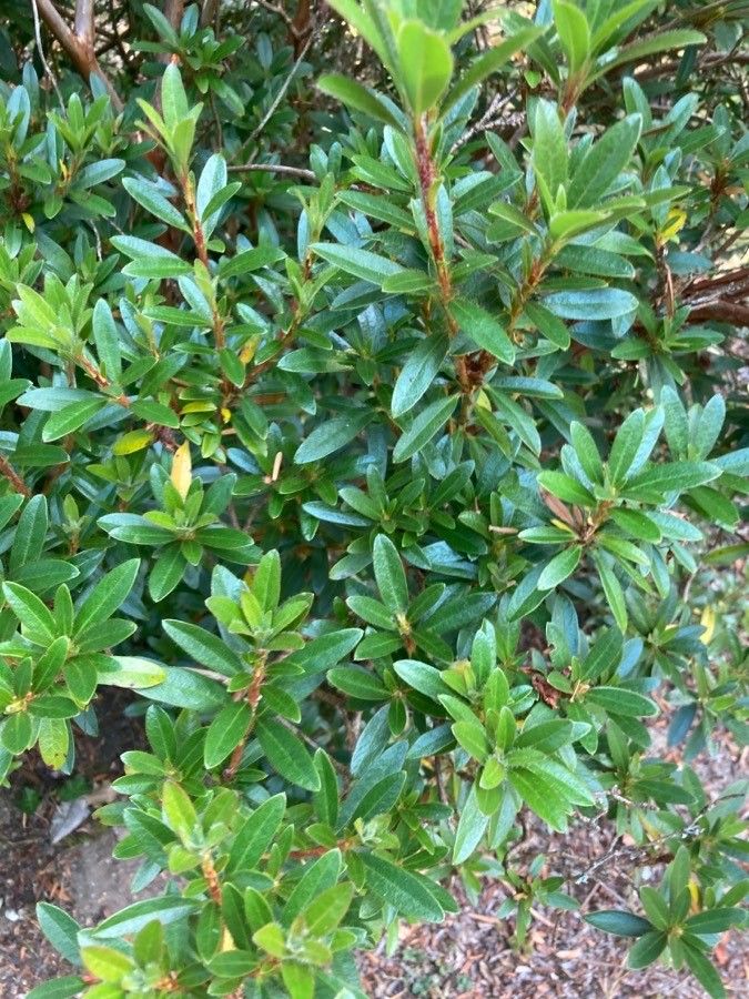 Rhododendron formosanum — houseplant care guide
