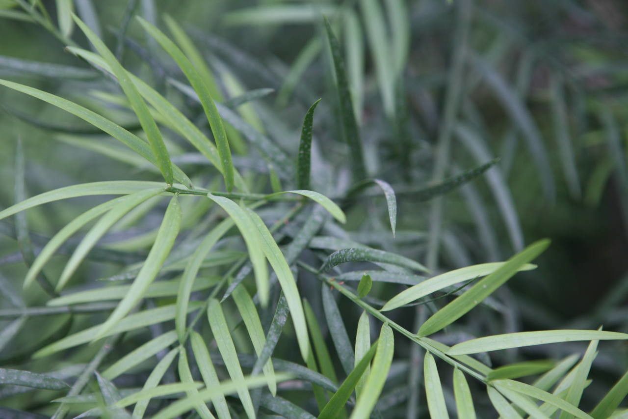 Araucaria scopulorum habit