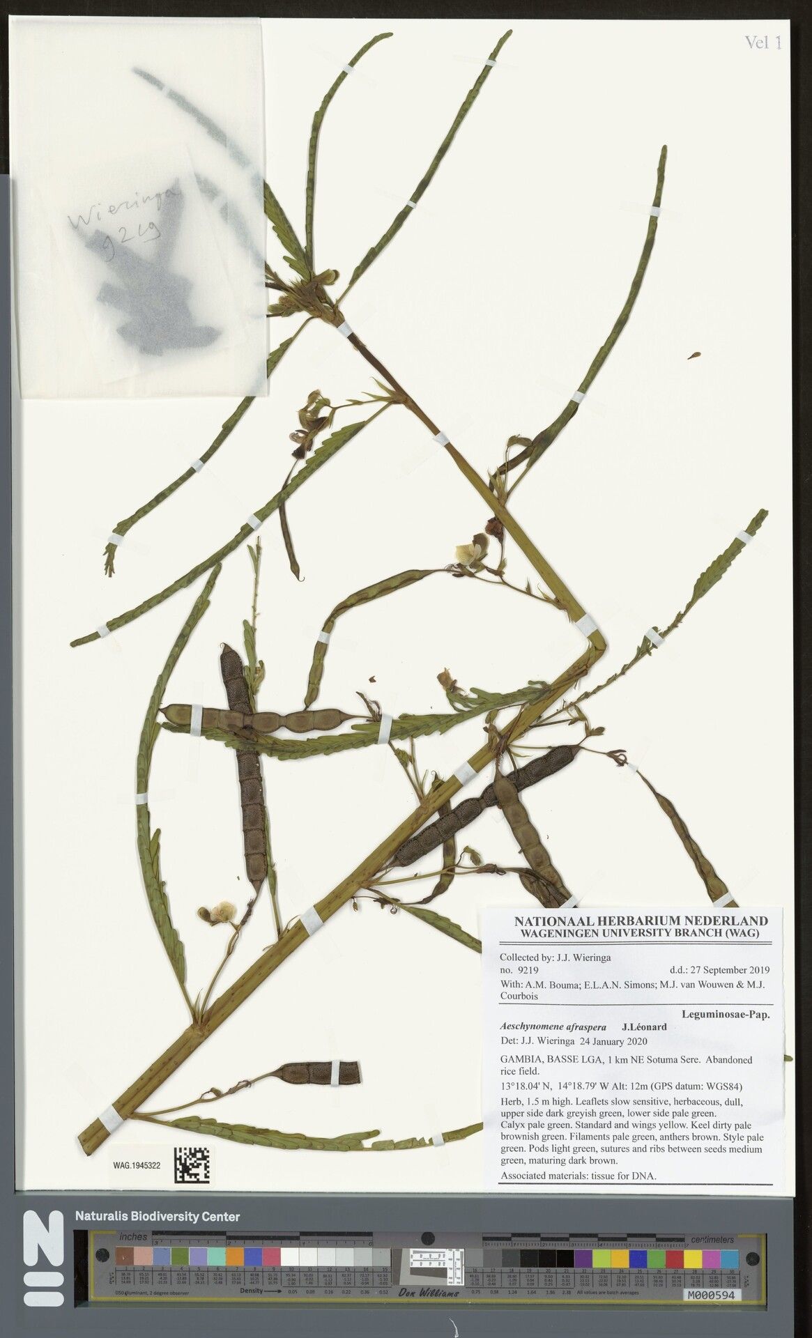 Aeschynomene afraspera