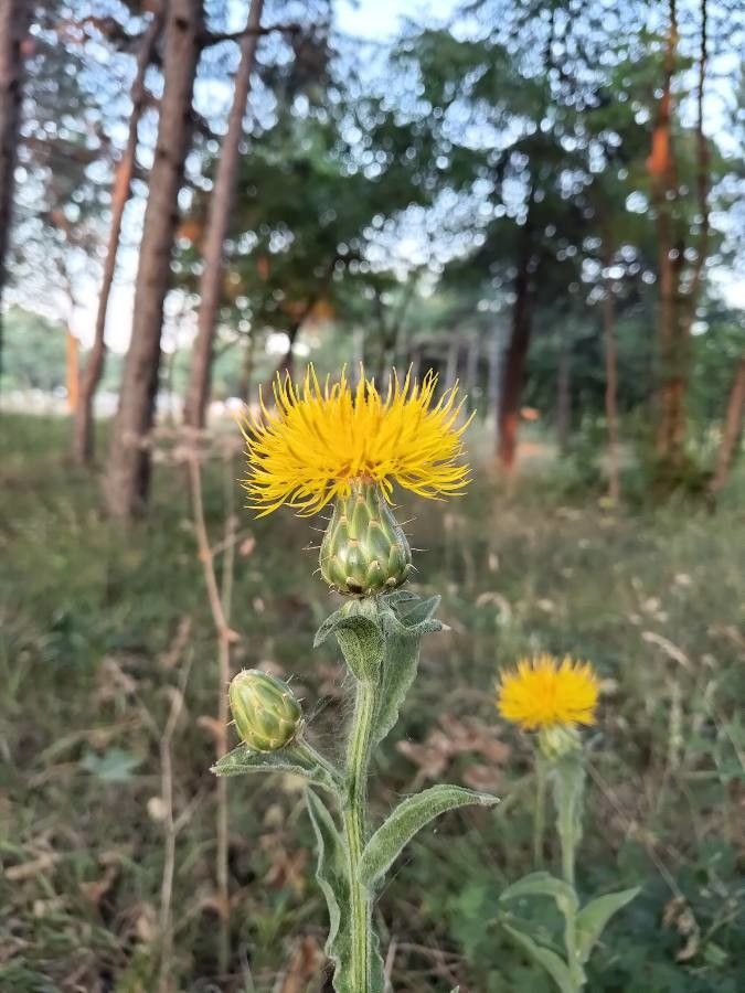 Centaurea thracica flower