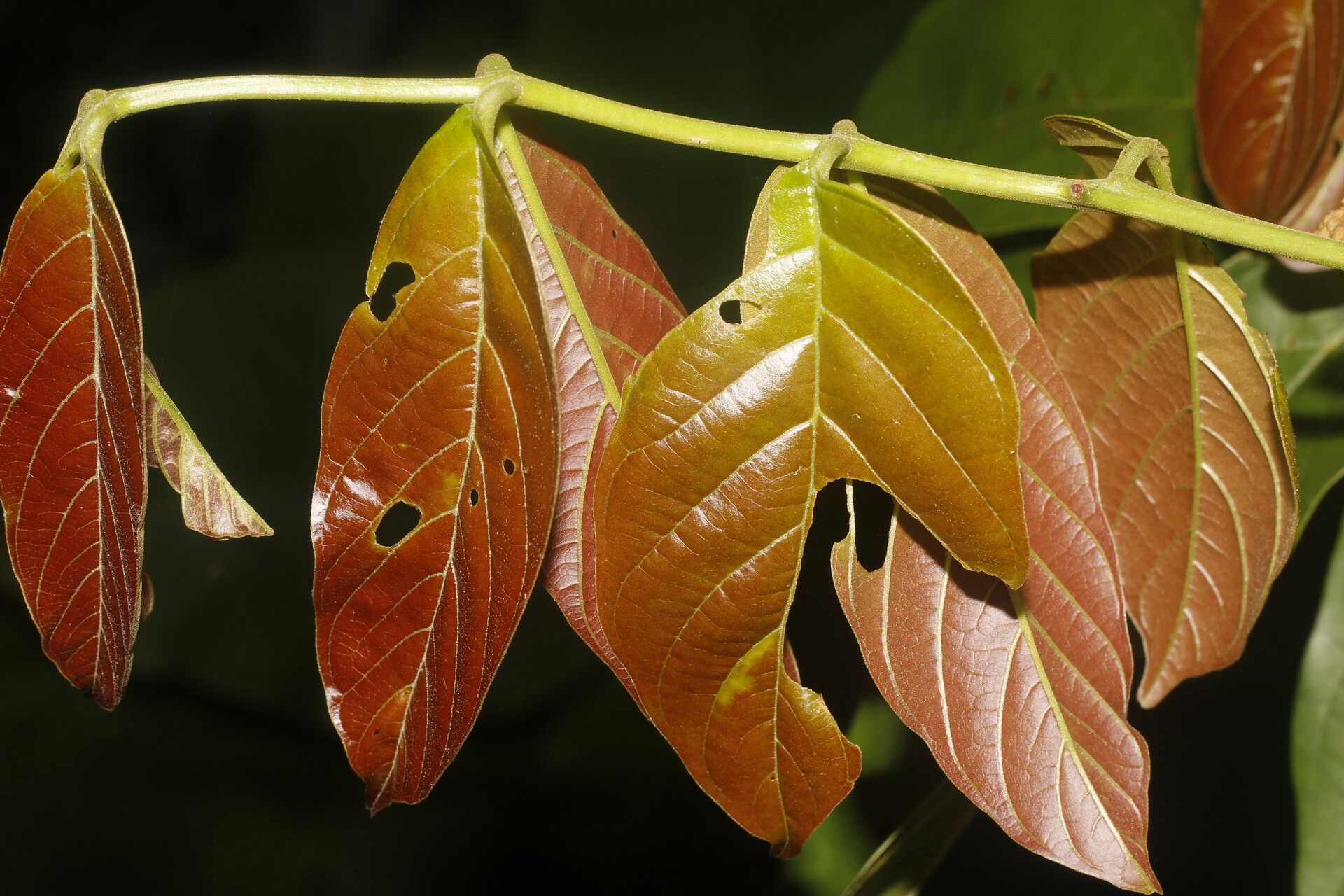 Lonchocarpus brenesii flower
