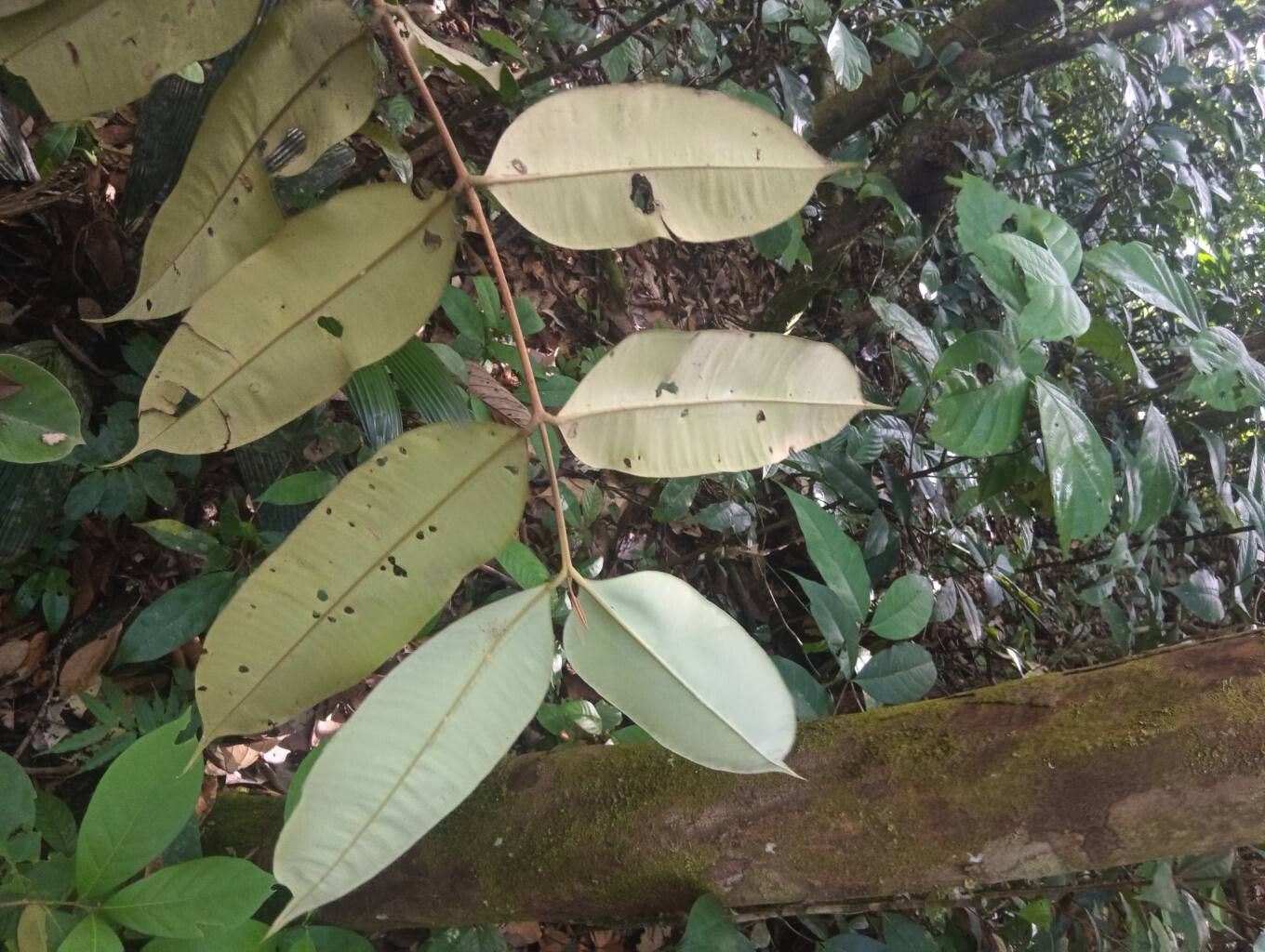 Myrcia neospeciosa — houseplant care guide