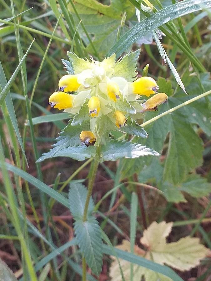 Rhinanthus alectorolophus flower
