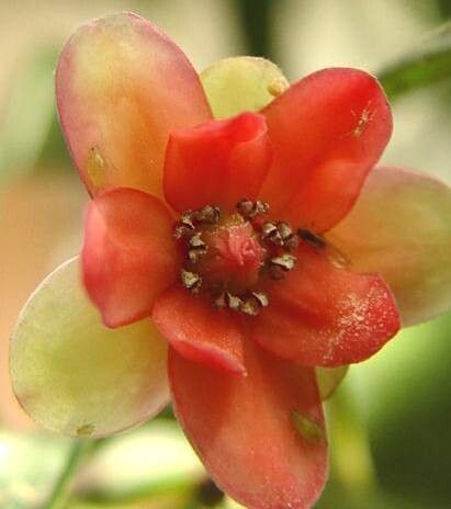 Illicium lanceolatum flower