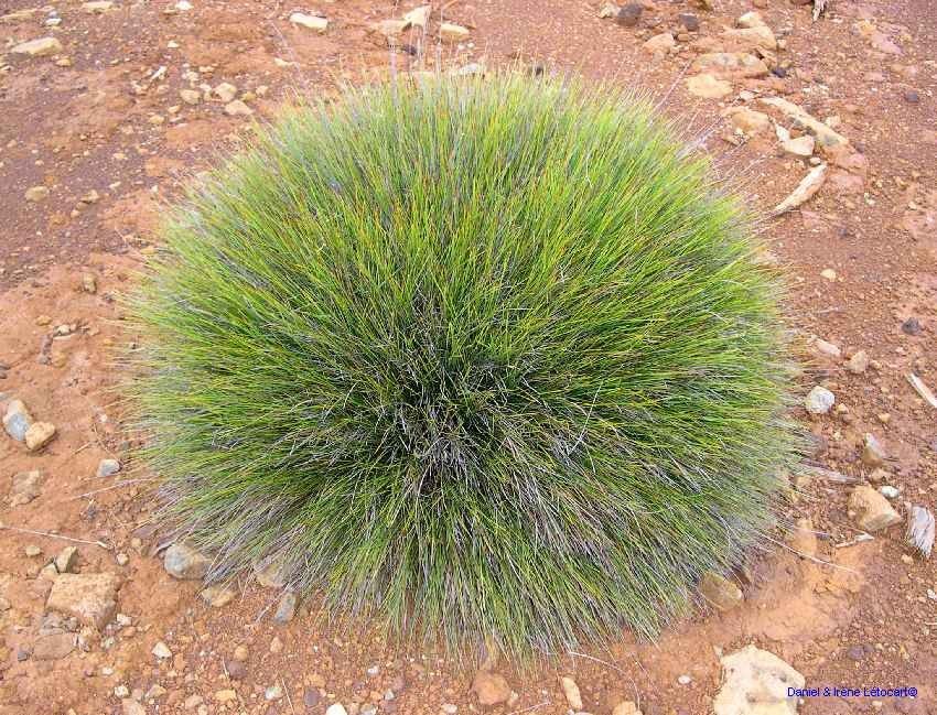 Schoenus neocaledonicus habit