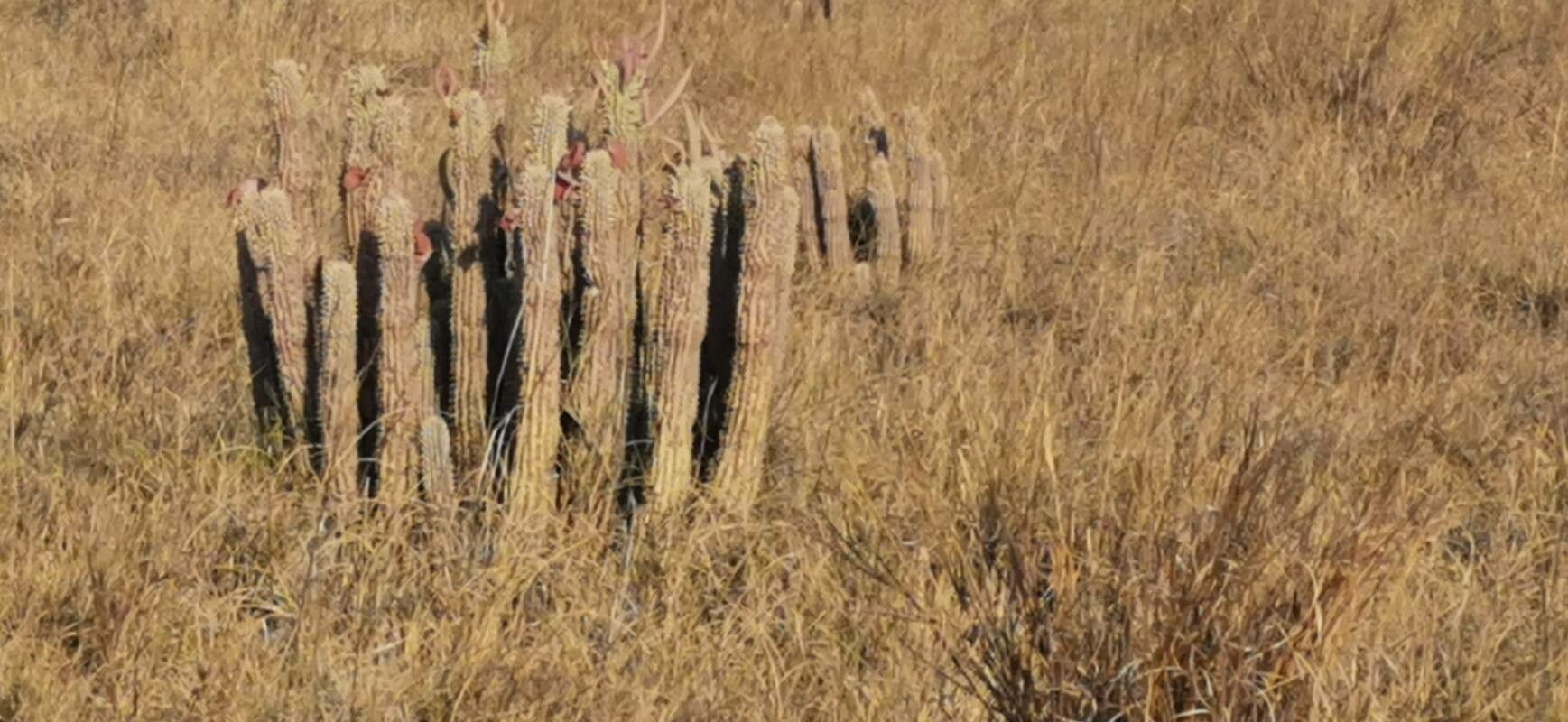 Hoodia currorii — search result for 'Namibia'