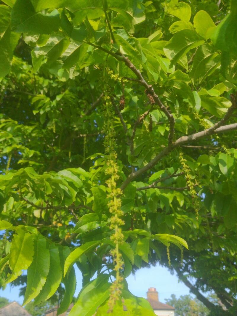 Pterocarya × rehderiana flower