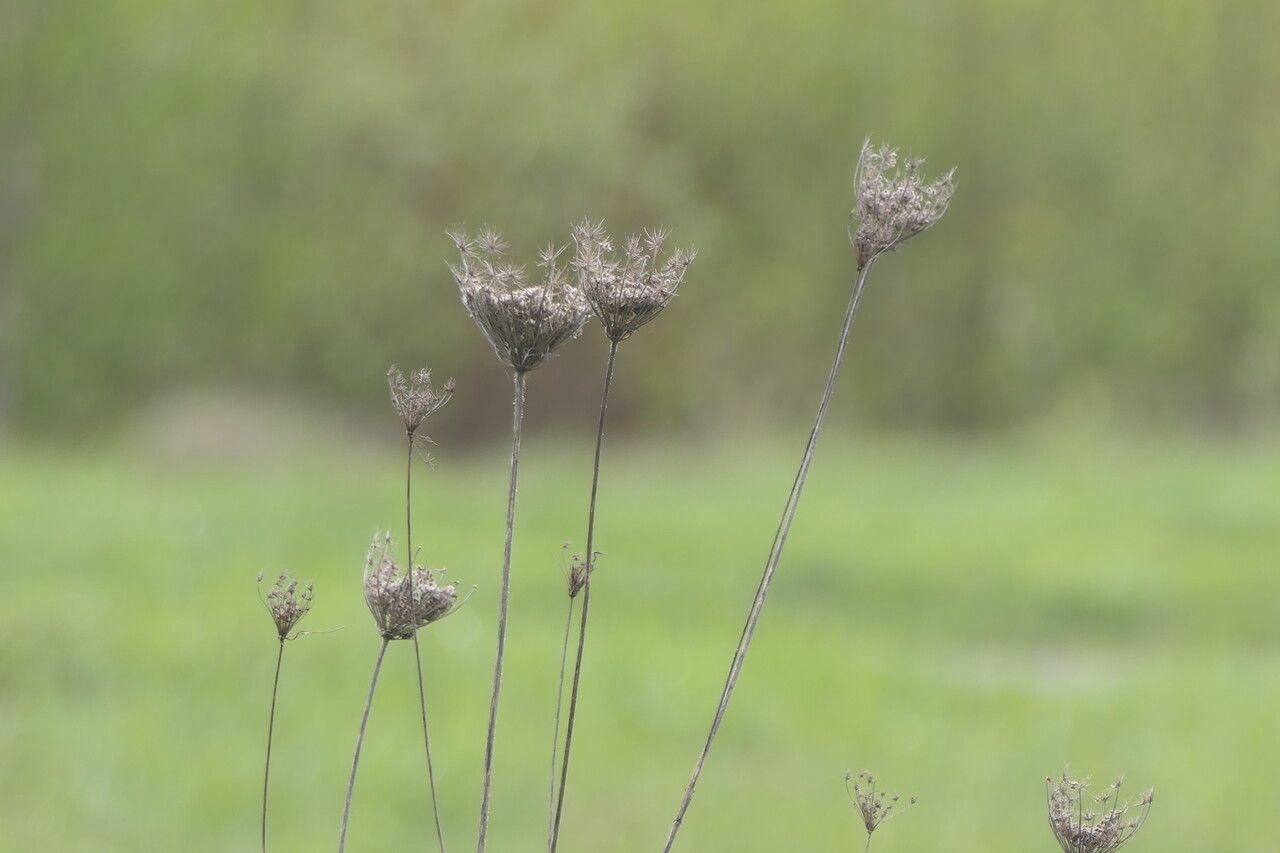 Daucus pusillus flower
