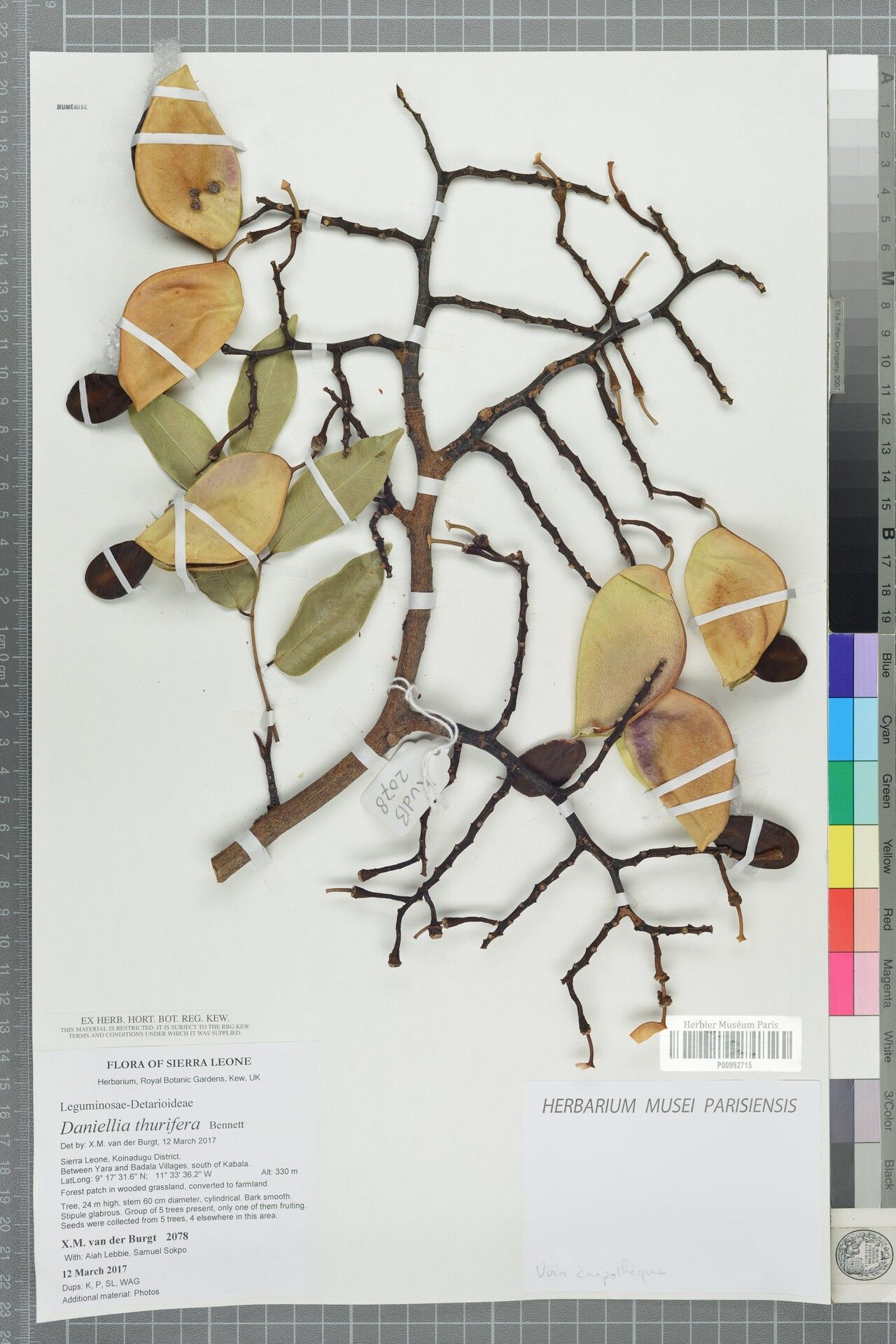 Daniellia thurifera — search result for 'Niger'