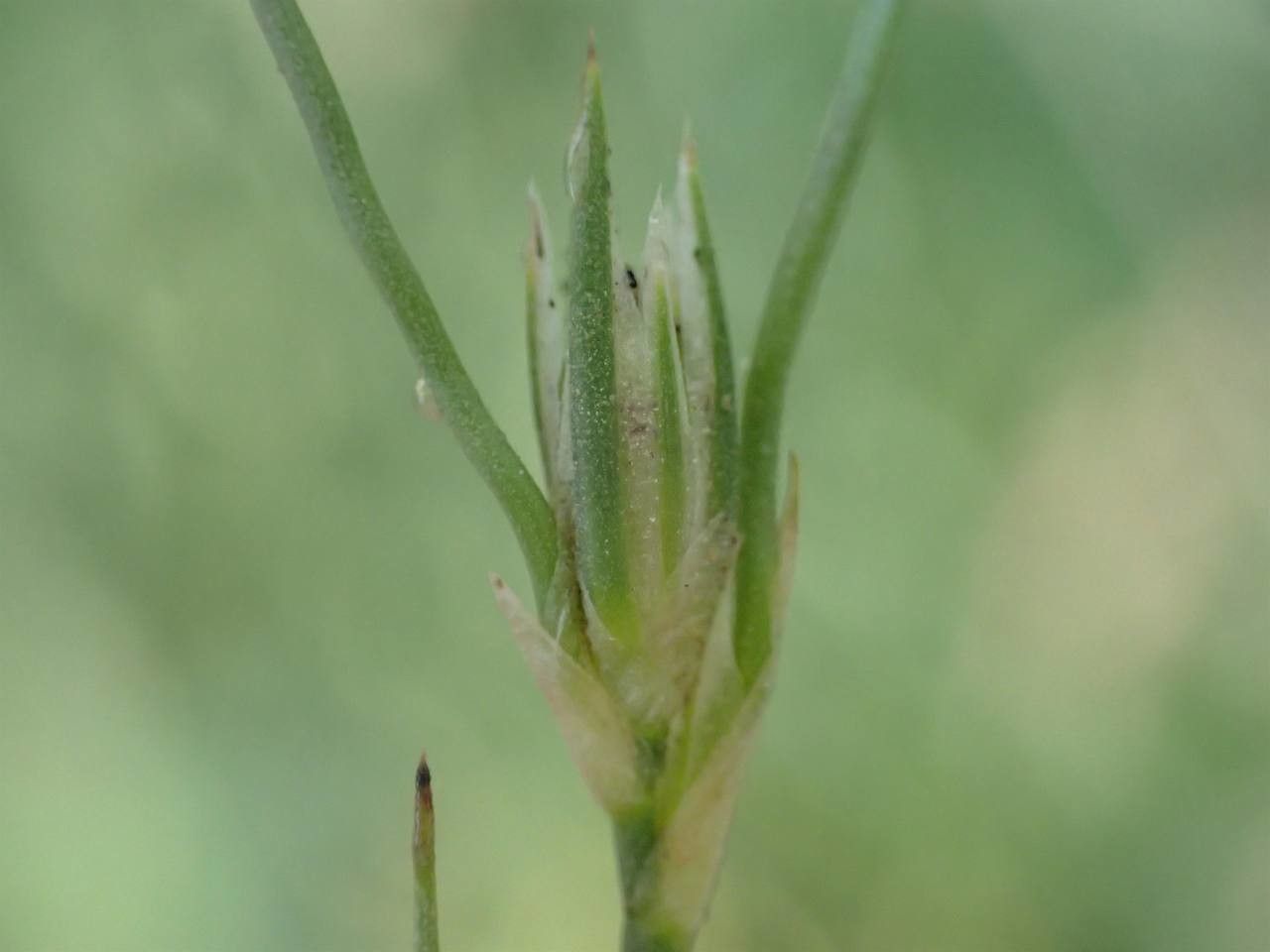 Juncus bufonius fruit