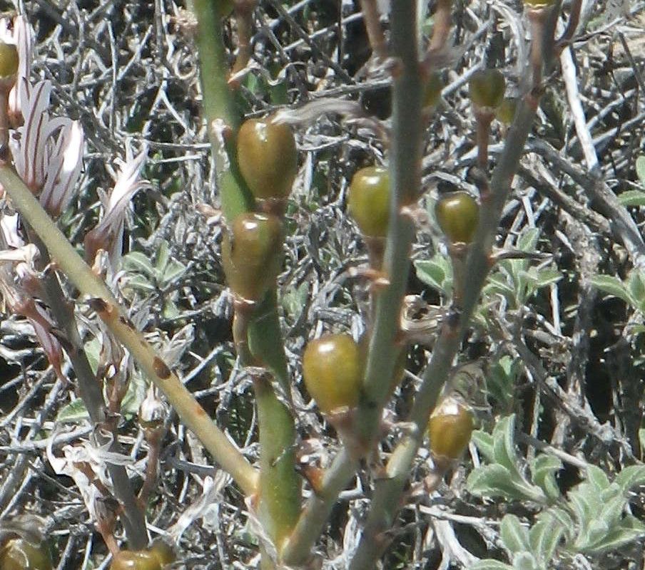 Asphodelus aestivus fruit