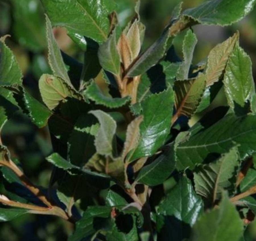 Curtisia dentata leaf