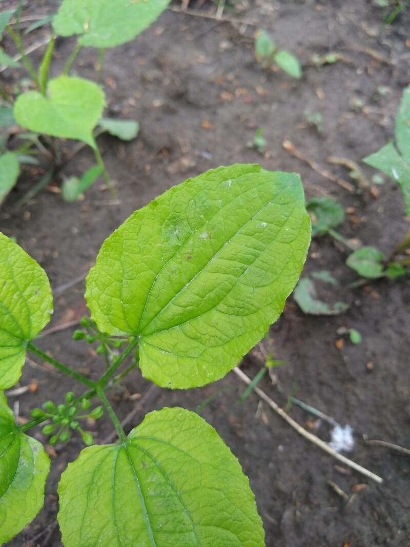 Smilax ecirrhata — search result for 'Smilax'