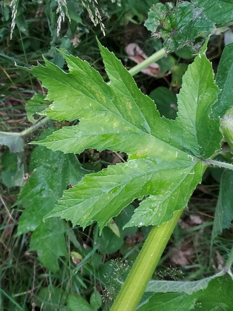 Heracleum pyrenaicum leaf