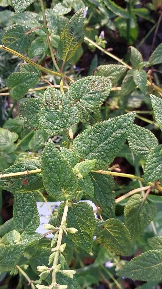 Salvia circinnata — houseplant care guide