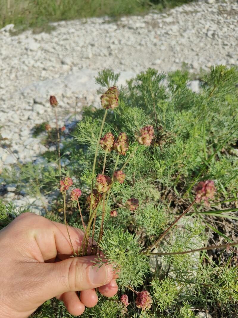 Platycapnos spicata fruit