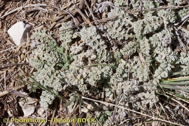 Lomelosia pulsatilloides bark