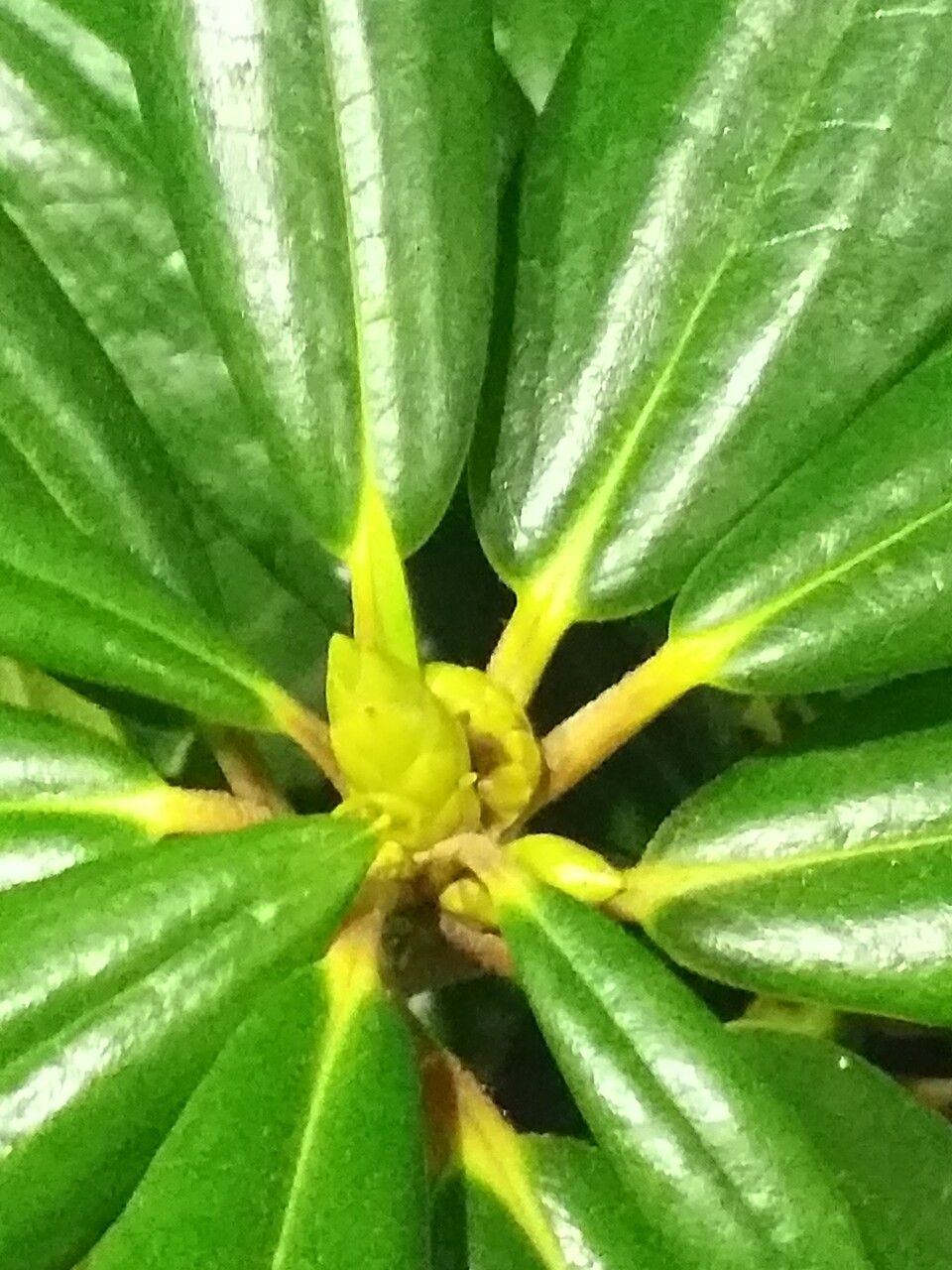 Rhododendron hyperythrum flower