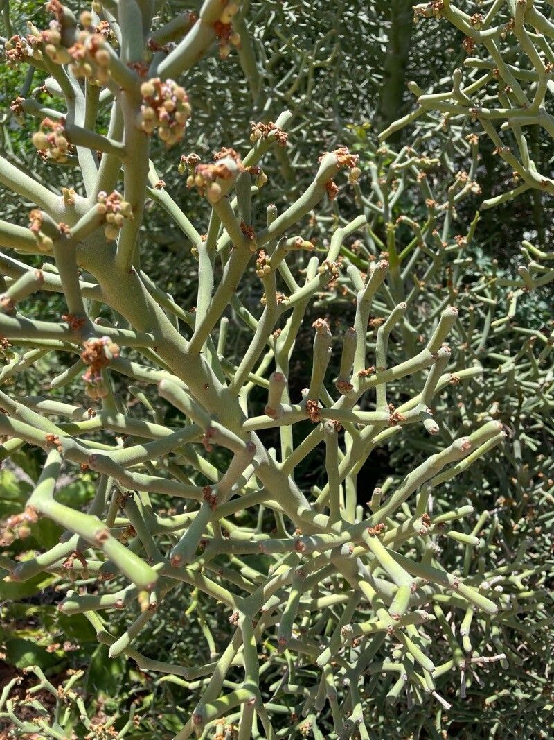 Euphorbia fiherenensis leaf