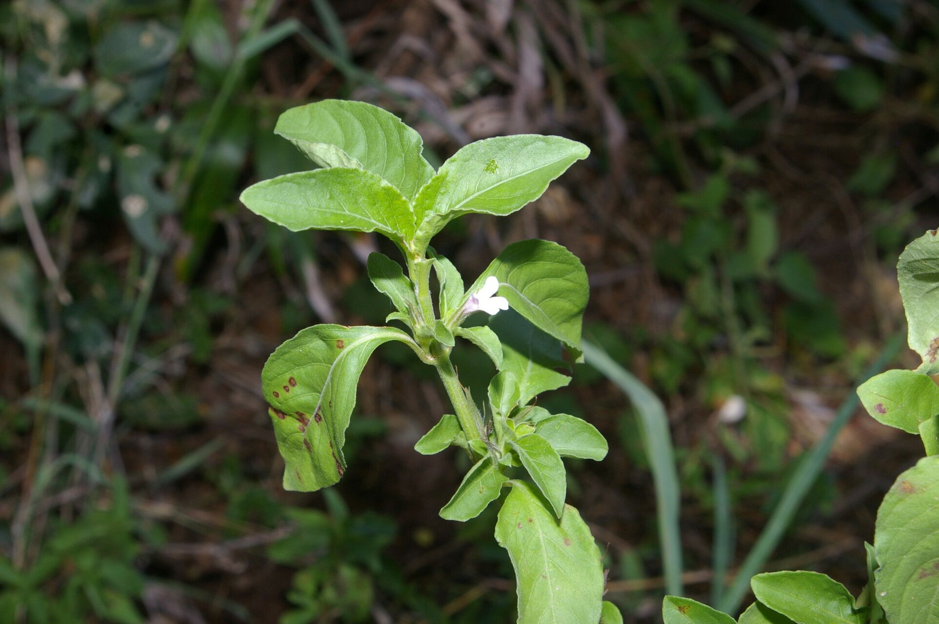 Dyschoriste quadrangularis habit