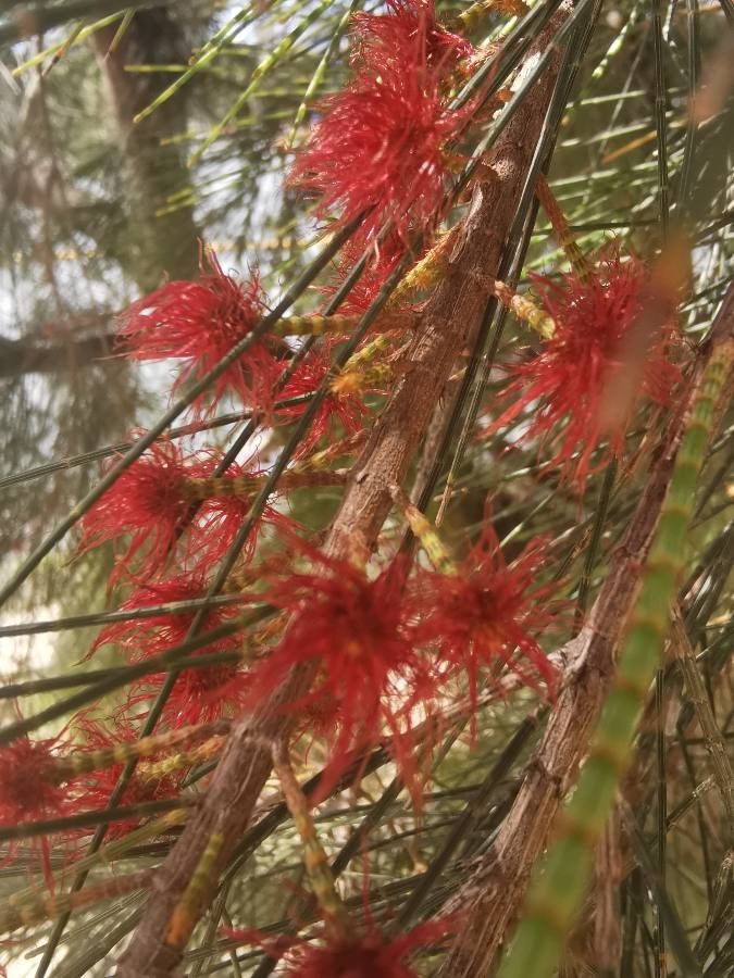 Casuarina equisetifolia flower