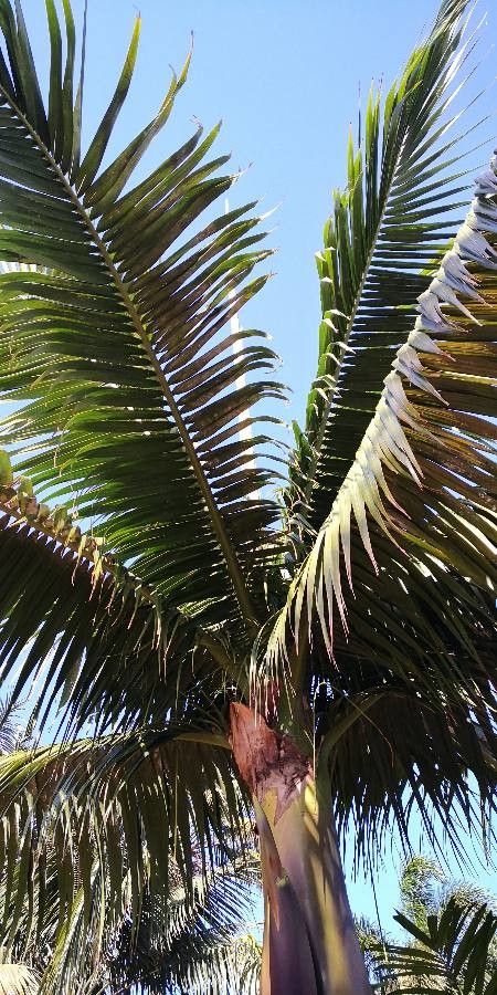 Satakentia liukiuensis — search result for 'Arecaceae'