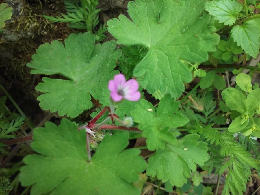 Geranium gracile flower