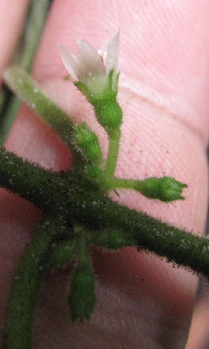 Clidemia davidsei other