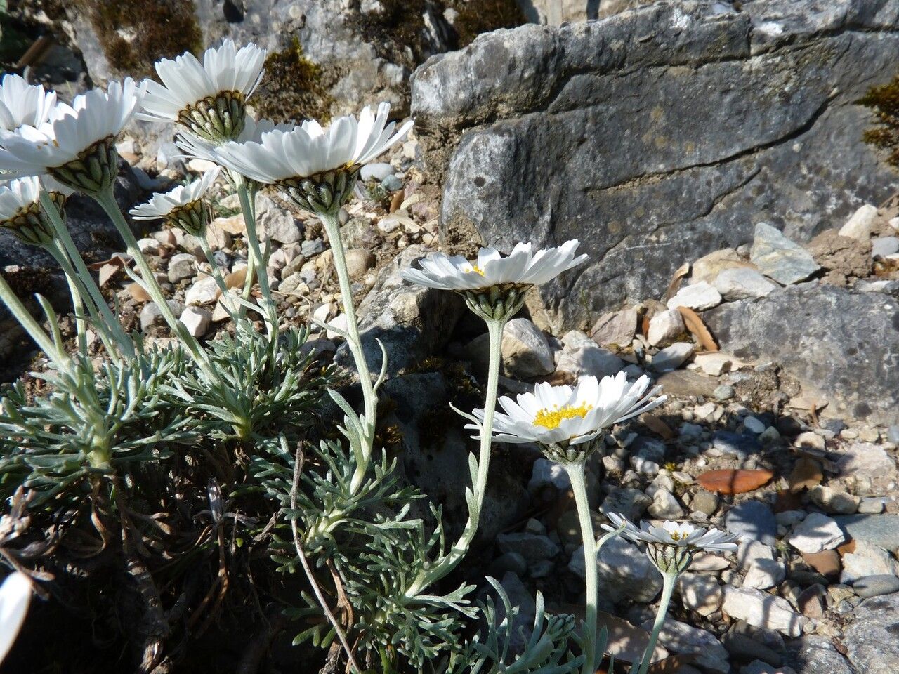 Rhodanthemum hosmariense other