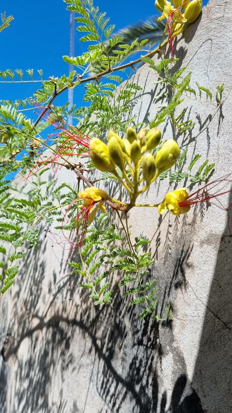 Caesalpinia mimosifolia leaf