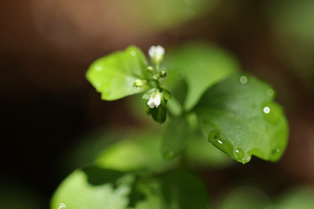 Cardamine scutata — search result for 'Cardamine'