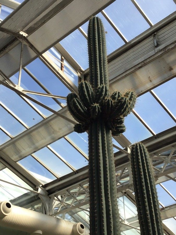 Echinopsis tarijensis leaf