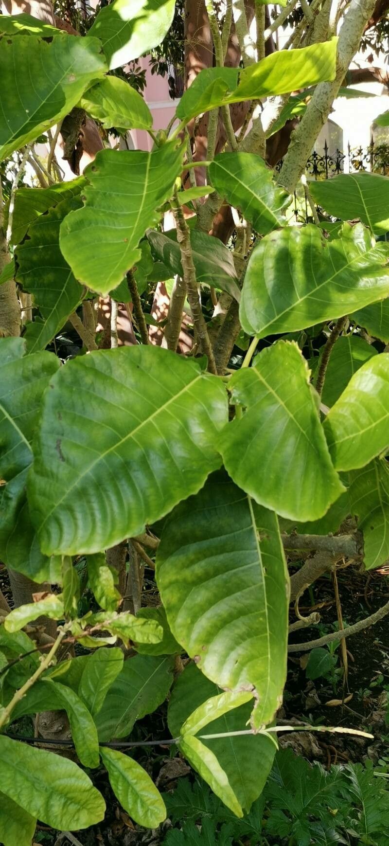 Dendrocnide meyeniana leaf